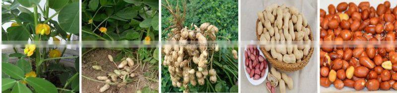 Wholesale Peanuts Coated Roasted Peanuts 1kg Price For Sale