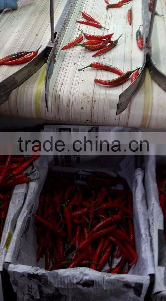 DALAT FRESH RED CHIILI