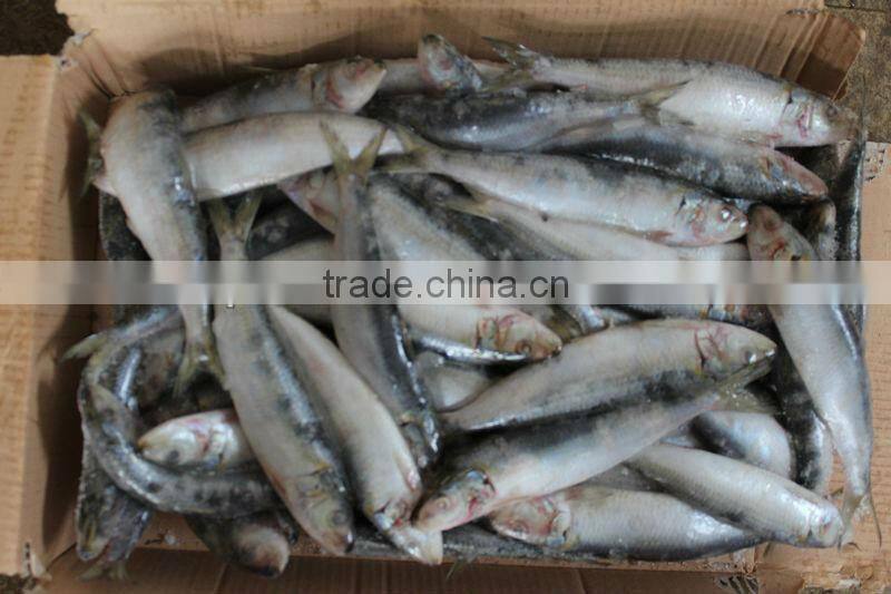 Whole Round Frozen Sardine Fish ( SARDINA MELANOSTICTUS )