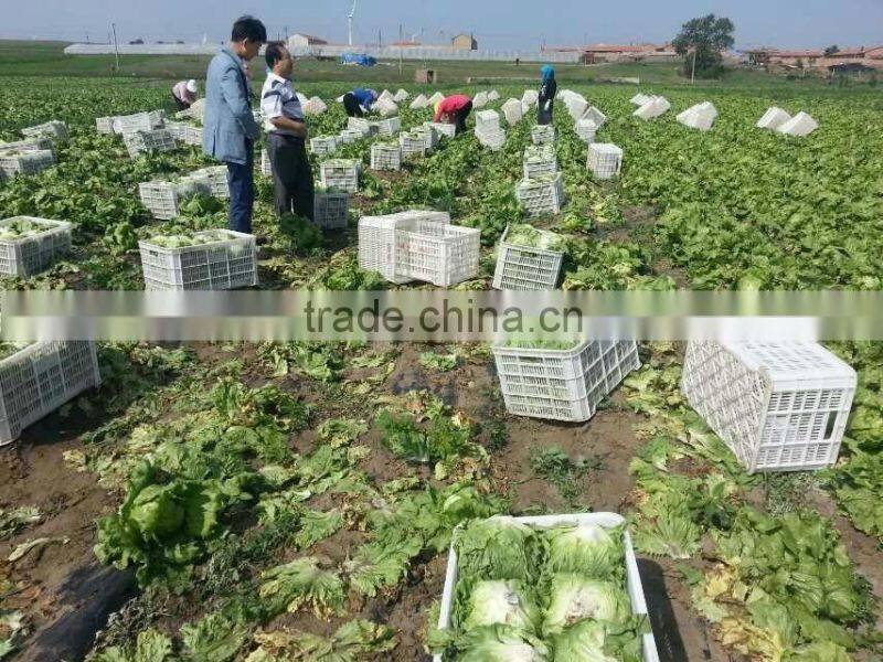 zhangbei Lettuce