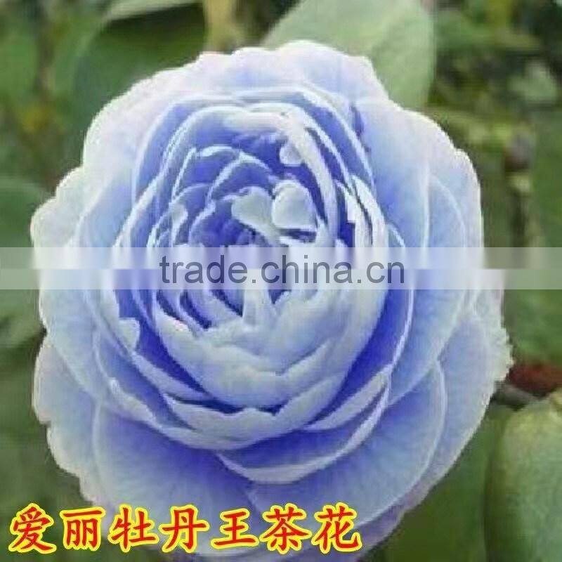 Indoor plant and outdoor plant Camellia japonica