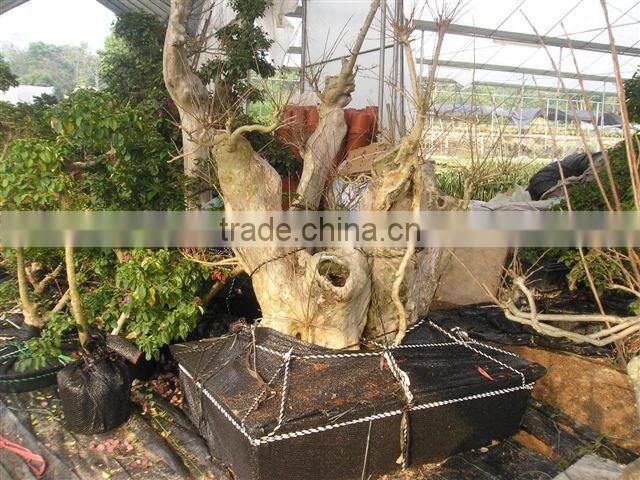 Lagerstroemia indica L.