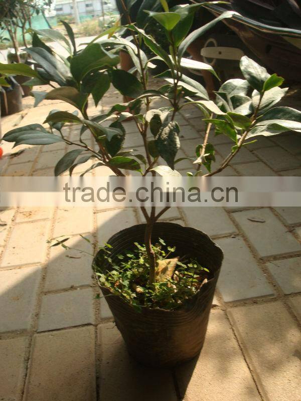 Indoor colors flowers bonsai --Camellia japonica