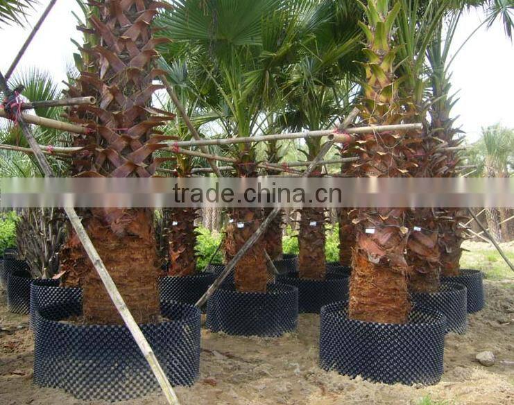 fast grow rapid cultivating root container