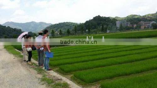 The Most Popular durable low price durable agriculture seed tray