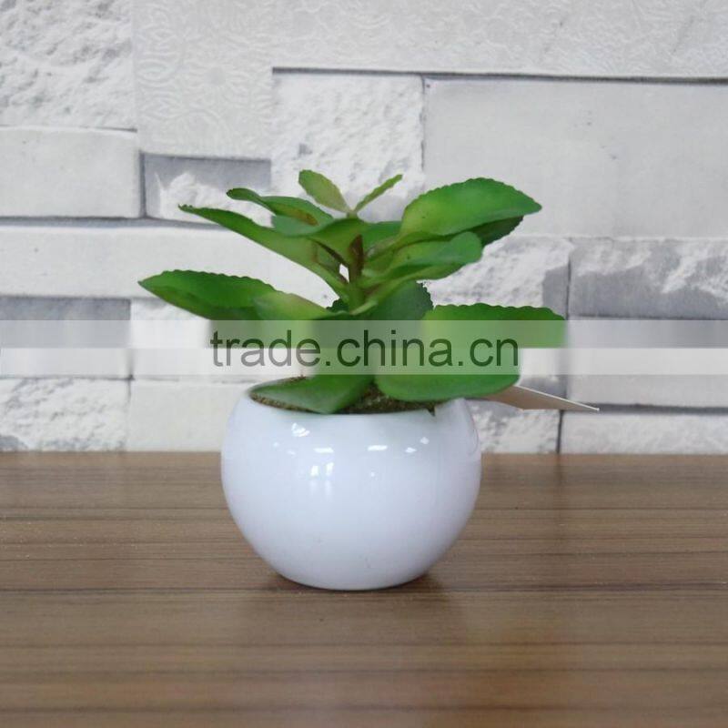 White potted mini succulent plants bonsai