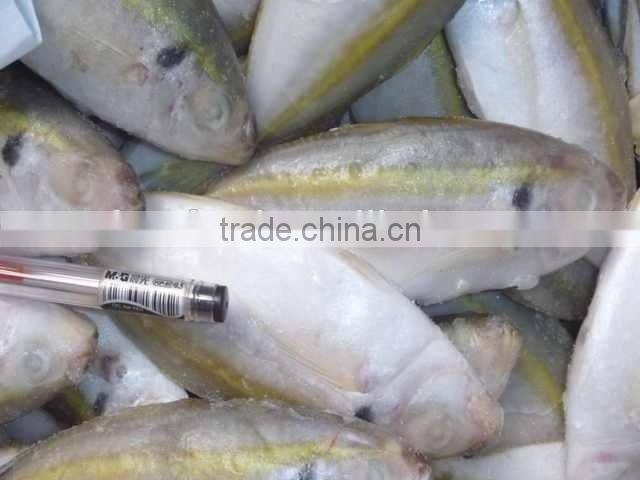 good horse mackeral BQF on sale