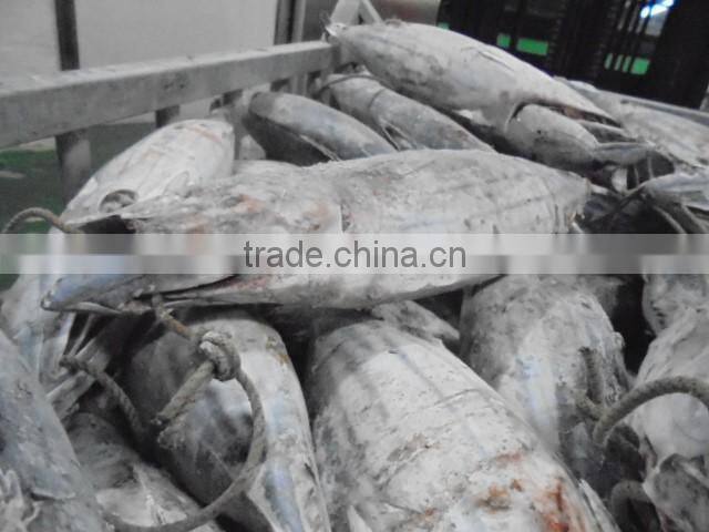 2016 Super Frozen Fish Skipjack Tuna 1.8kg up