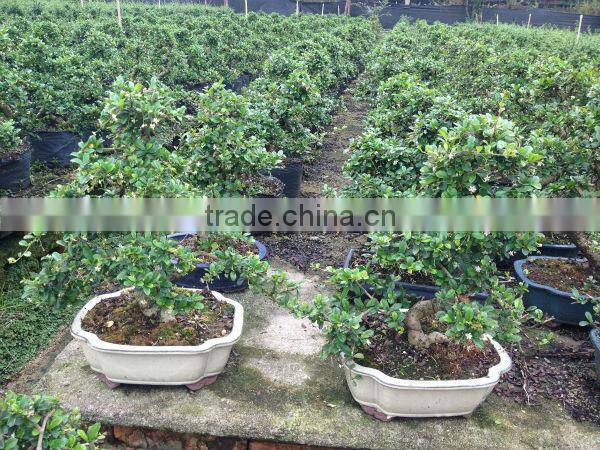 Carmona Microphylla bosnai export