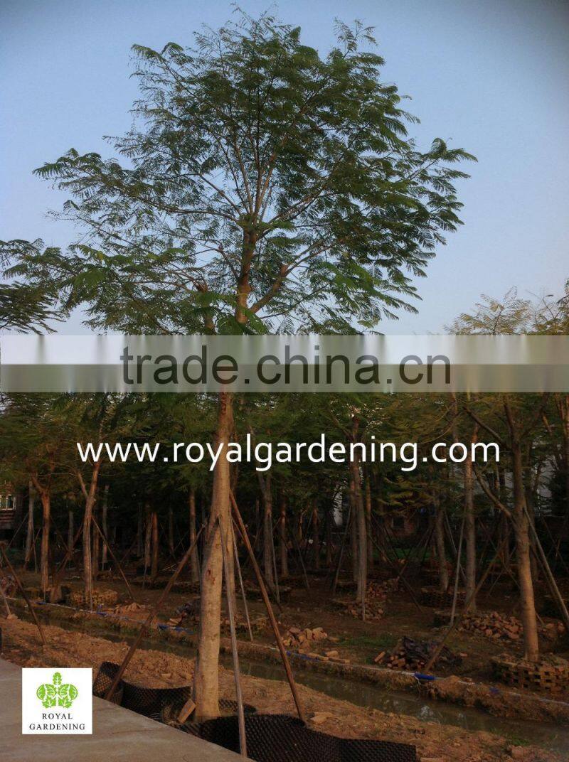 Delonix regia live trees for landscaping