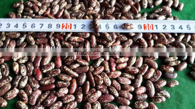 Purple Speckled Kidney Beans, 180-200, 200-220/100gr