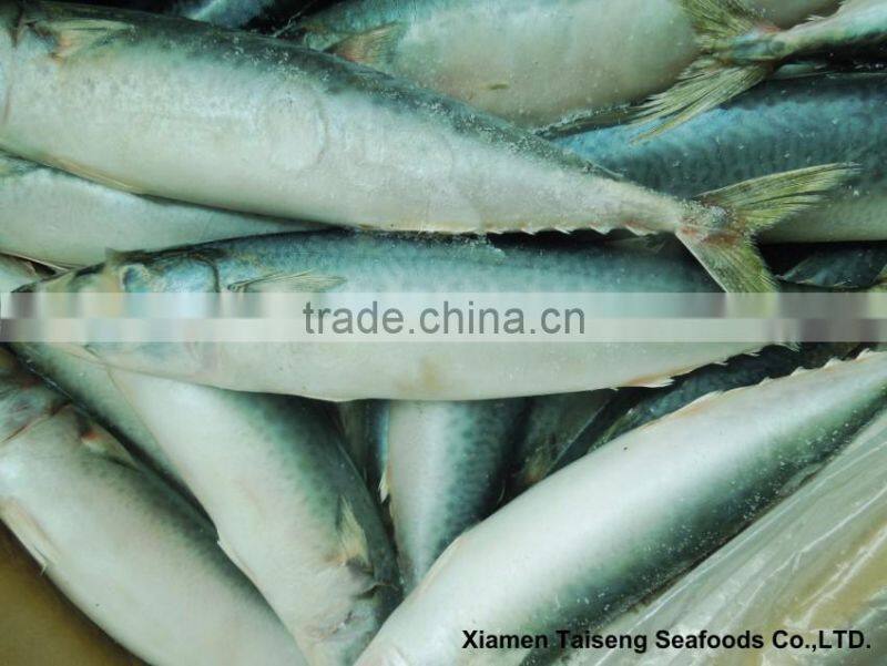 Pacific Mackerel Fish Whole Deep Frozen