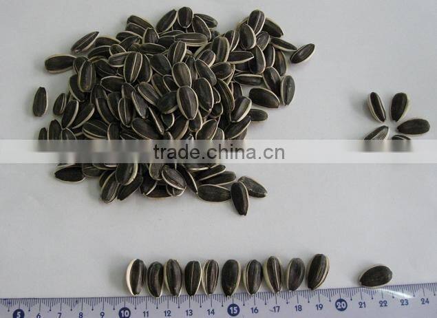 yummy shine sunflower seeds 5135 22/64