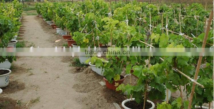 Easy survival putao shu:The grape seedling