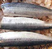 Frozen horse mackerel head off