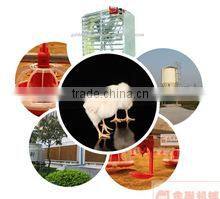 chicken feeding and drinking system