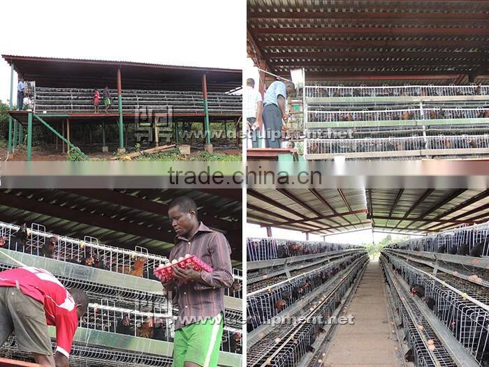 TA NO.1 lagos sample 120 birds a type poultry battery cage for nigerian farm