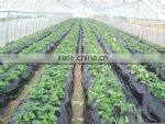 agriculyural film /greenhouse film