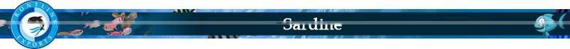 Premium Quality Highly Pure Canned Sardine at Amazing Price