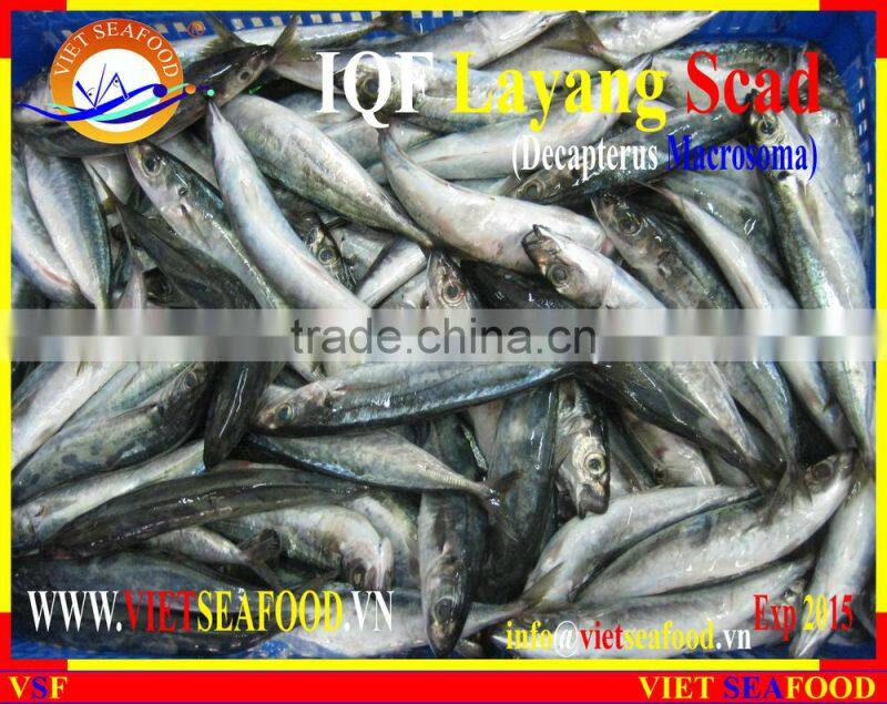 IQF LAYANG SCAD WHOLE ROUND