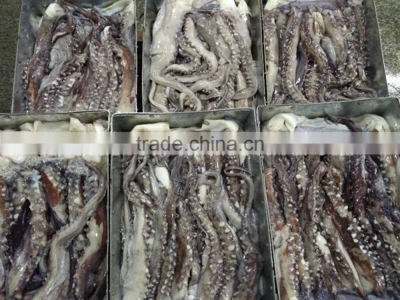 Frozen Giant Squid Tentacle