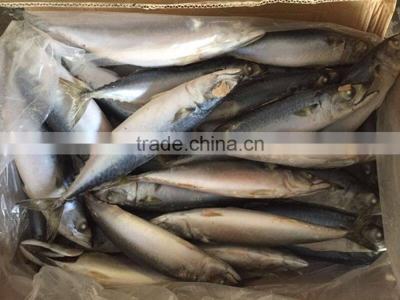 sea frozen mackerel 300-500g 2016