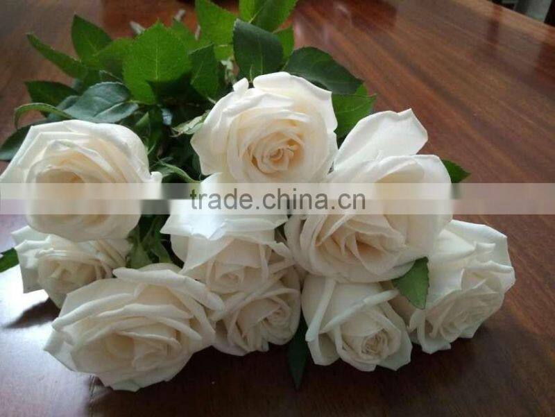 Natural Fresh Cut White Rose Flower Mother's Day Gift Processing Type Export From Yunnan