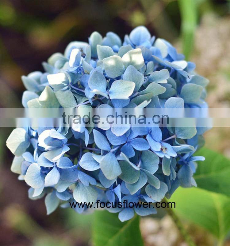 Professional Export High Quality Real Touch Hydrangea With Good Smell