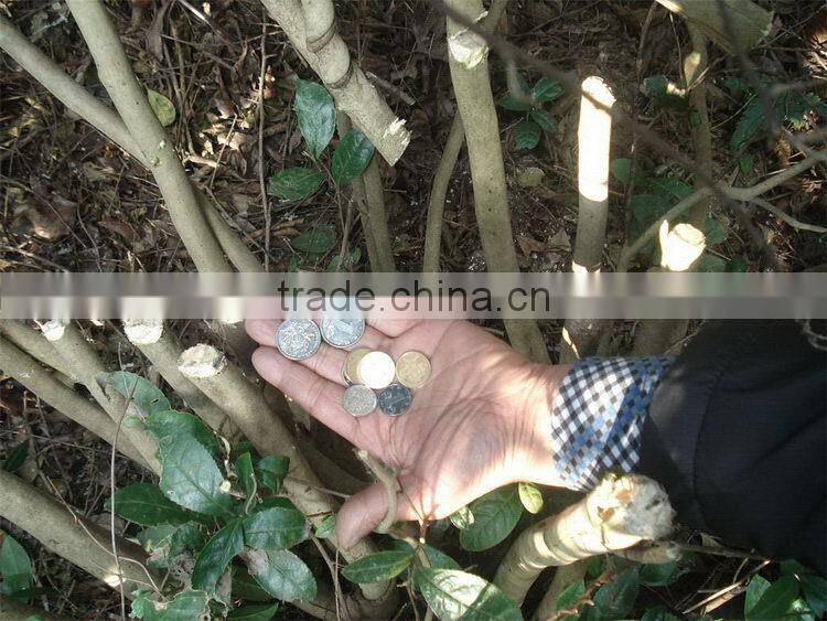 OEM hot selling GX25 single blade hedge trimmer attachment