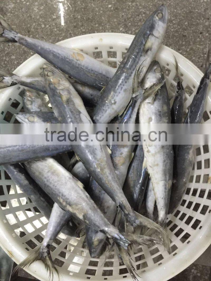 Fresh Frozen Sea Fish Spanish Mackerel For Market