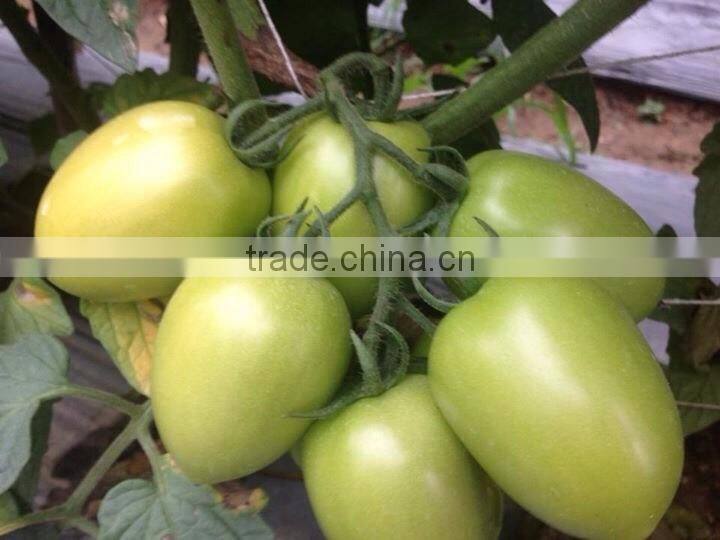 FRESH TOMATOES cheap