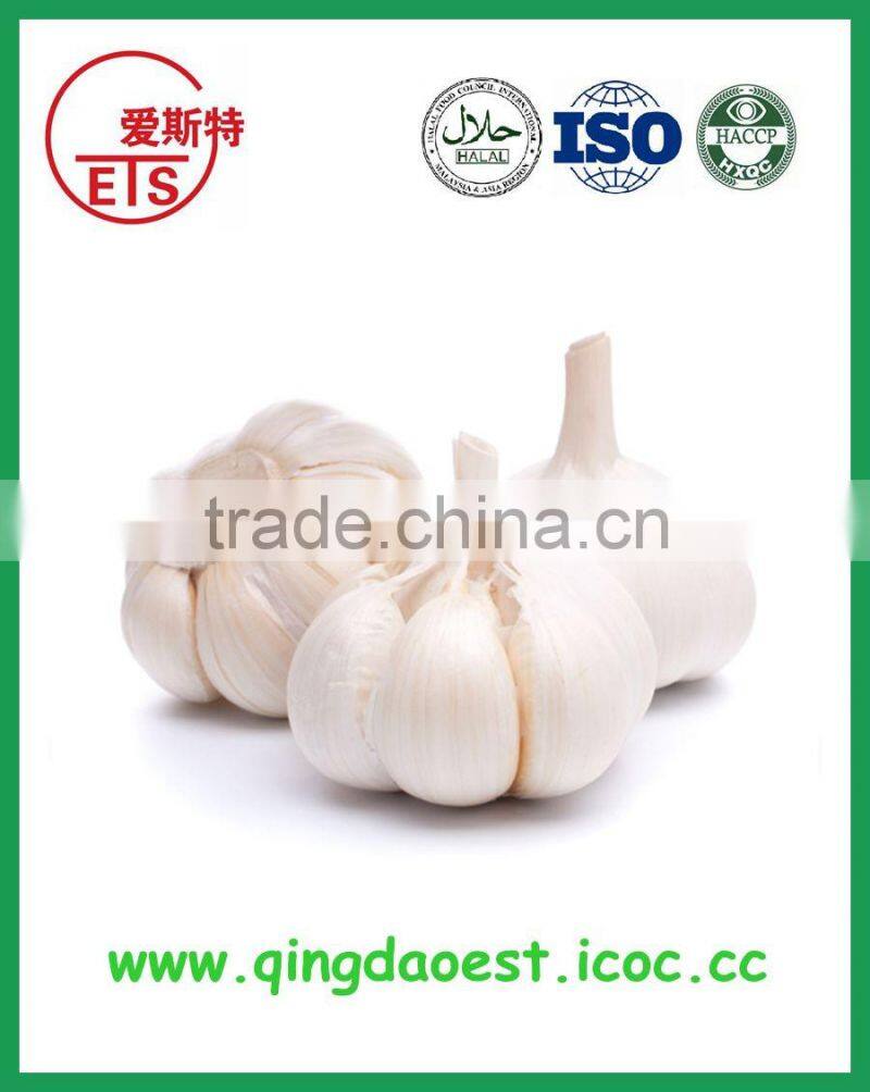 Canned mackerel in tomato sauce with competitive price from china