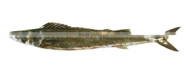 Fresh/Frozen New Zealand Barracouta