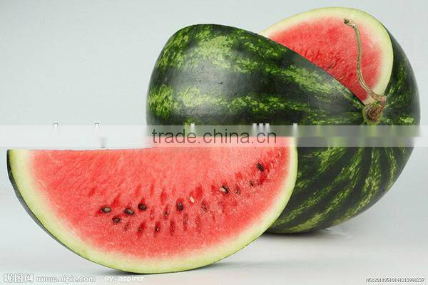 MW13 Yuanhua newly round watermelon seeds, watermelon hybrid seeds f1