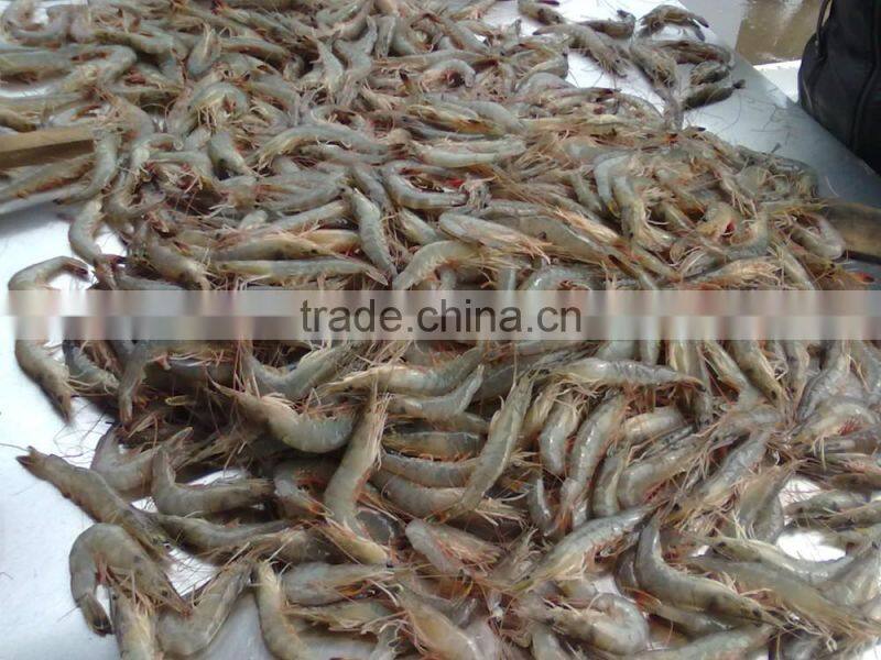 Shrimp Multiple layer continuous type mesh belt dryer