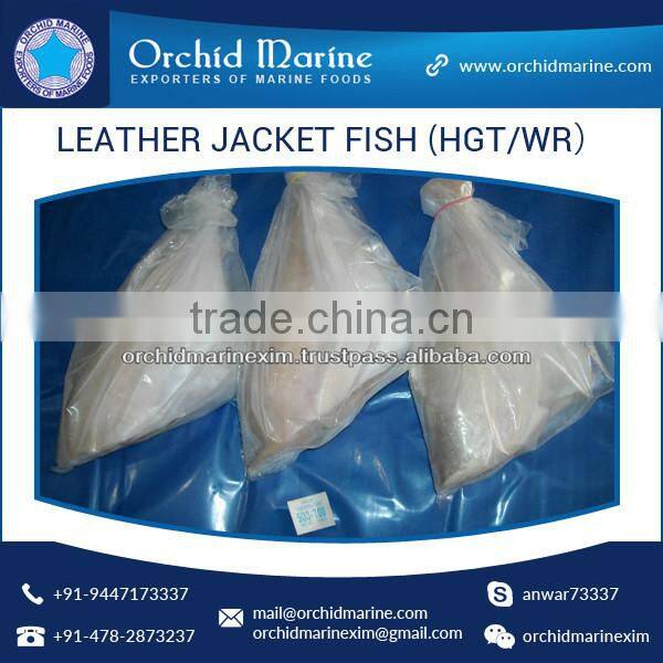 Best Frozen Whole Round Leather Jacket Fish at Best Price