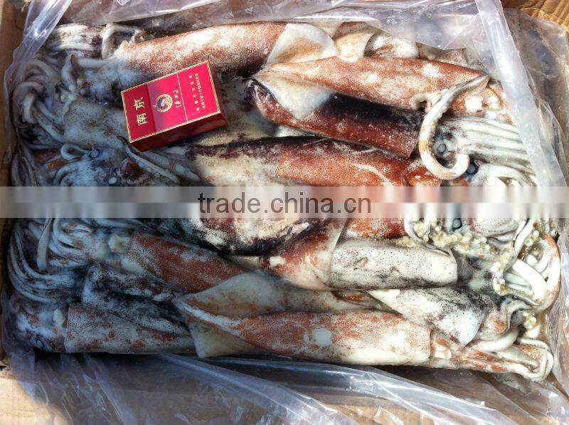 Frozen whole round Squid