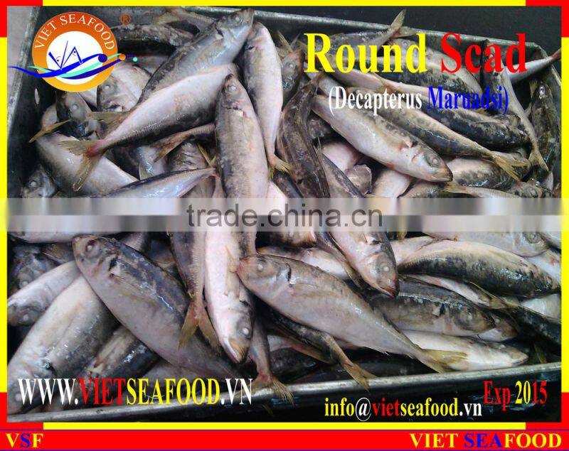 FROZEN WHOLE ROUND MARUADSI (ROUND SCAD)