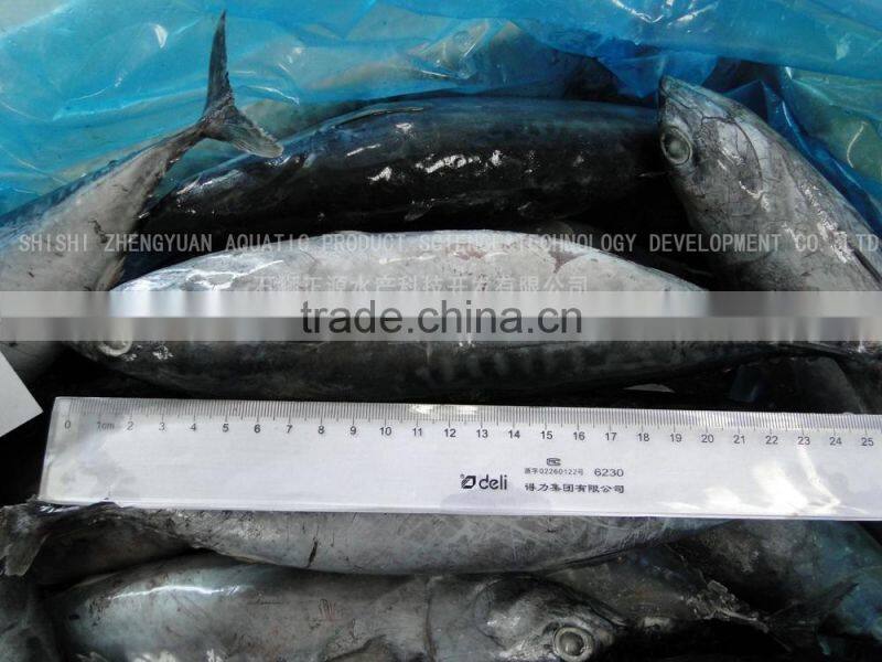 Frozen Tuna Fish Frozen Bonito Fish
