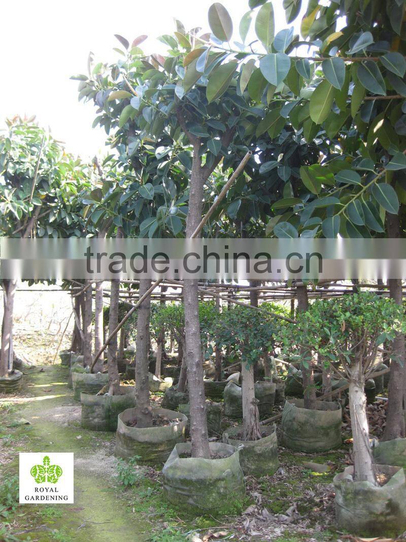 Ficus elastica (rubber fig )