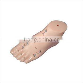 Hot sale Acupuncture foot model