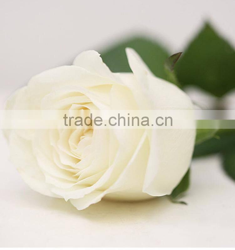 Top grade Vendela white rose for wedding