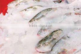 High Quality Flake Ice Making Machine for Frozen Food