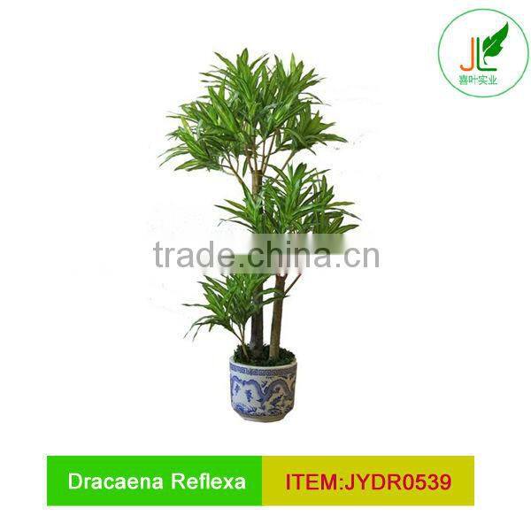 Artificial Dracaena Reflexa