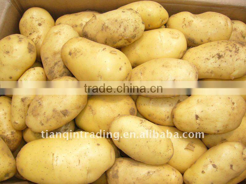 good fresh potato with low price in China