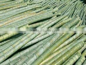 Phyllostachys heterocycla (Carr.) Mitford cv. Pubescens & bamboo