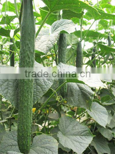 CU03 Greentop stronger heat resistant f1 hybrid cucumber seeds