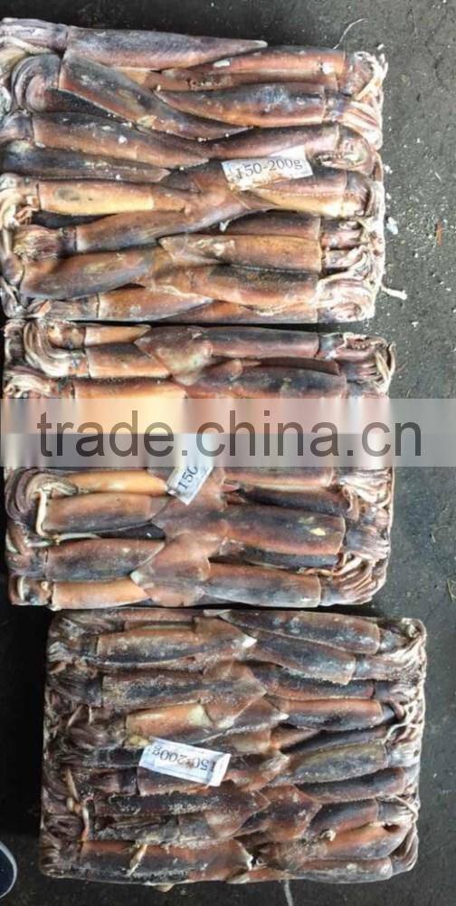 frozen Argentina illex squid for wholesale