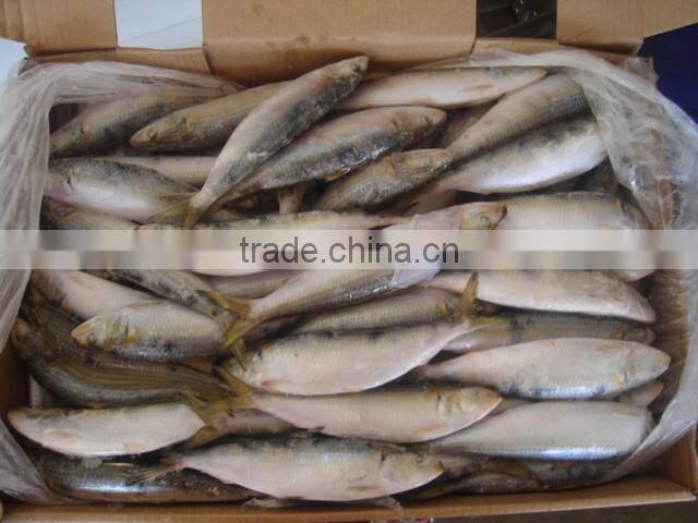 frozen sardine for bait and canning
