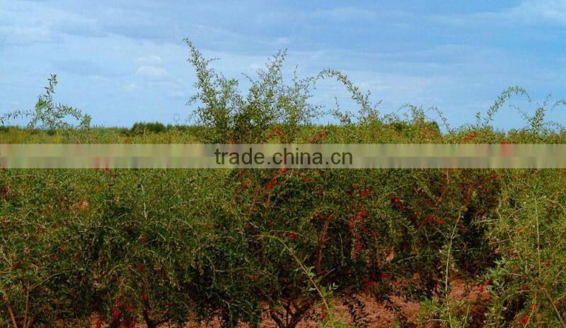 Chinese Ningxia goji berry